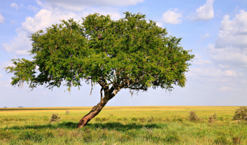 Картинка природа деревья дерево танзания облака