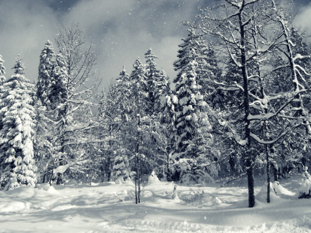 Обои картинки фото природа, зима, снег, ель, деревья