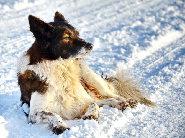 Обои картинки фото животные, собаки, пёс, снег, зима
