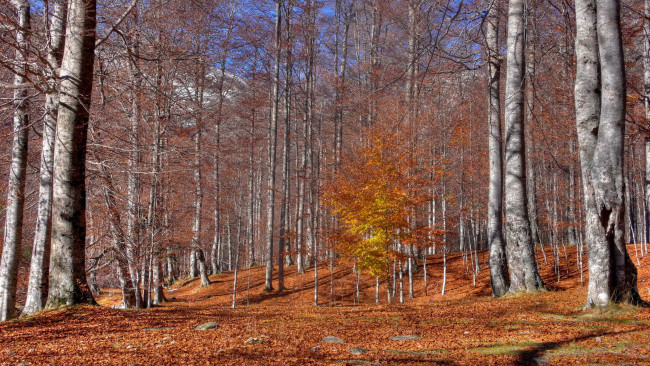 Обои картинки фото природа, лес, осень, деревья, листья