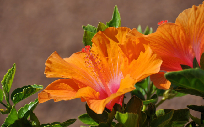 Обои картинки фото цветы, гибискусы, оранжевый, яркий
