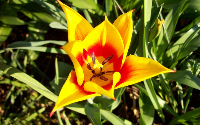 Обои картинки фото цветы, тюльпаны, двухцветный