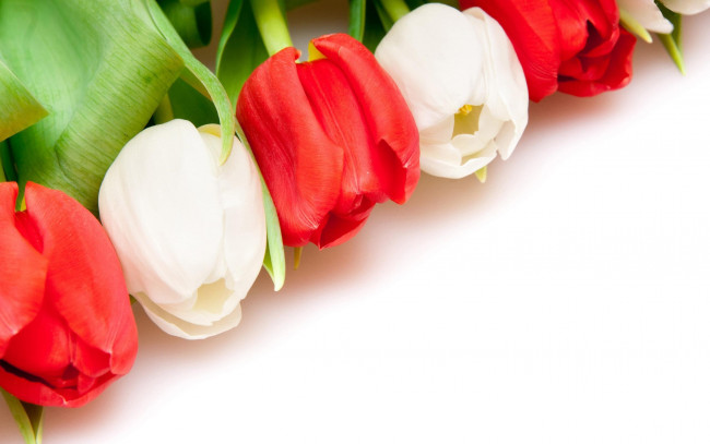 Обои картинки фото цветы, тюльпаны, красный, белый
