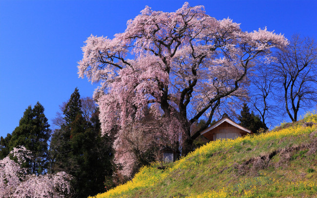 Обои картинки фото природа, деревья, сакура, японская, вишня, домик