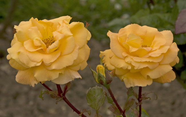 Обои картинки фото цветы, розы, бутон, кремовый