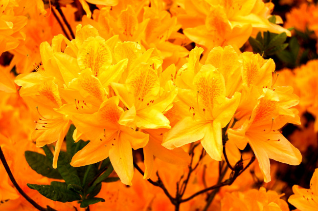 Обои картинки фото цветы, рододендроны, азалии, оранжевый, яркий, ветки