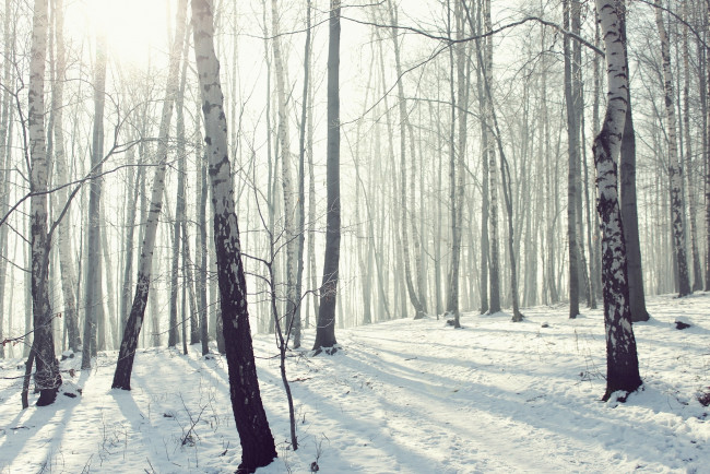 Обои картинки фото природа, зима, мороз, снег, лес