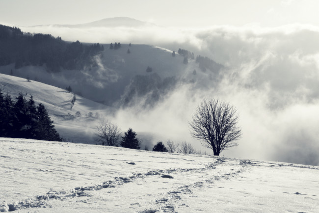 Обои картинки фото природа, зима, снег, дымка, дерево, горы