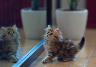 Картинка животные коты benjamin torode daisy котёнок зеркало отражение