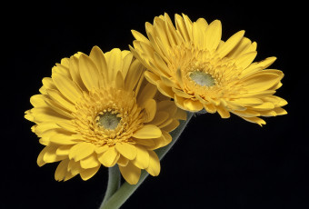 Картинка цветы герберы желтый пара