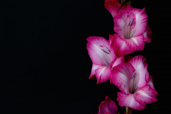 Картинка цветы гладиолусы розовый