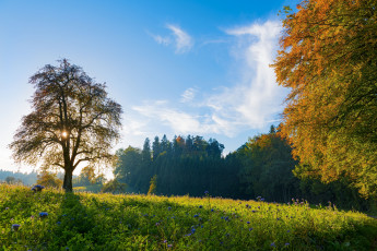 Картинка природа деревья switzerland швейцария луг пейзаж