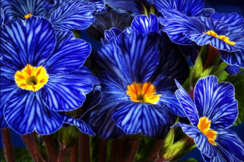Картинка цветы примулы синий