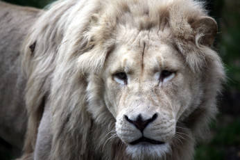 Картинка животные львы белый морда