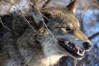 Картинка животные волки морда оскал злой