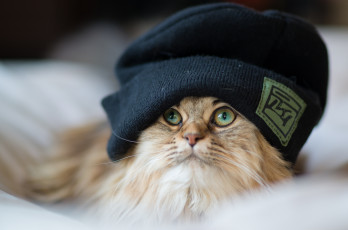 Картинка животные коты шапка кошка daisy benjamin torode