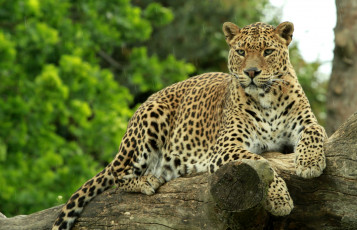Картинка животные леопарды отдых
