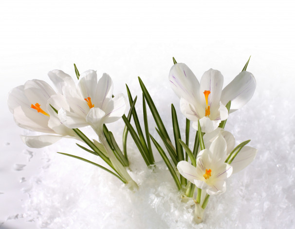 Обои картинки фото цветы, крокусы, снег, весна
