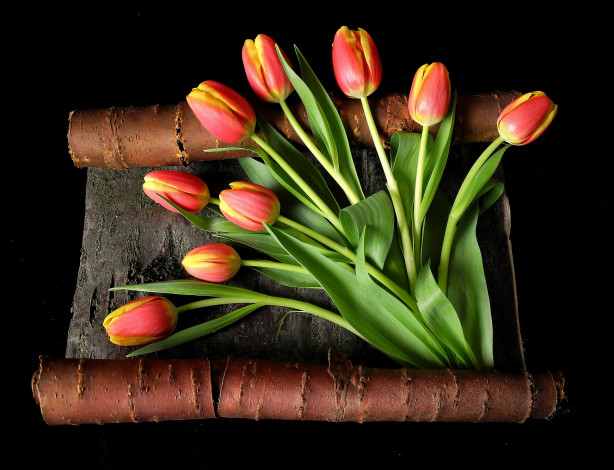 Обои картинки фото цветы, тюльпаны, береста