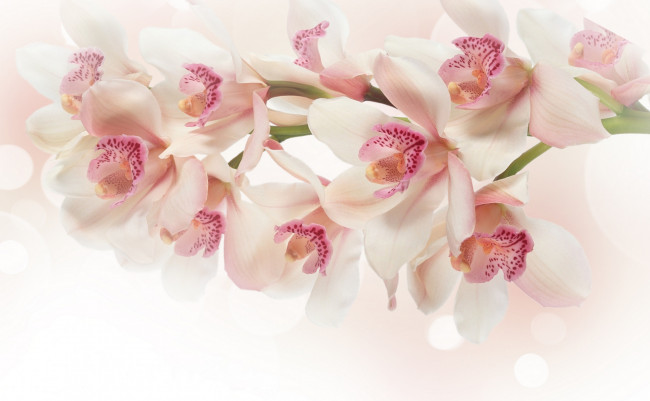 Обои картинки фото цветы, орхидеи, экзотика, ветка