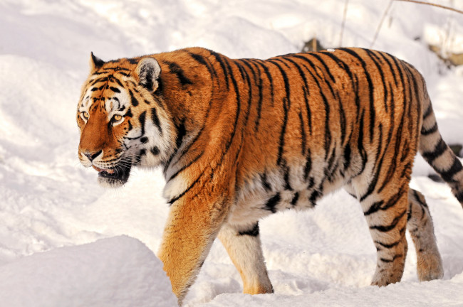 Обои картинки фото животные, тигры, снег, полосатый