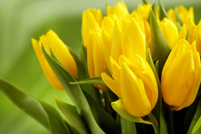 Обои картинки фото цветы, тюльпаны, жёлтые, бутоны