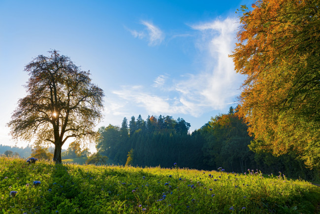 Обои картинки фото природа, деревья, switzerland, швейцария, луг, пейзаж