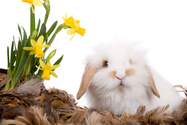 Обои картинки фото животные, кролики, зайцы, кролик, нарциссы, цветы, перья