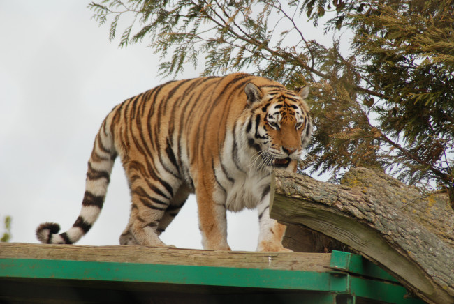 Обои картинки фото животные, тигры, tiger