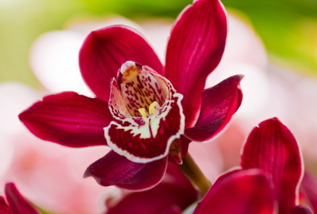 Обои картинки фото цветы, орхидеи, красный