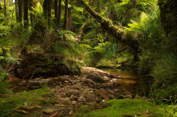 Картинка природа лес джунгли ручей заросли зелень