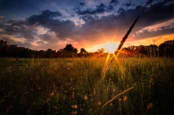Картинка природа восходы закаты луг цветы облака сияние трава