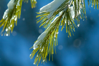 Картинка природа макро иголки хвоя ветка снег