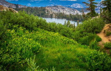Картинка yosemite+national+park+california природа пейзажи деревья река california yosemite park
