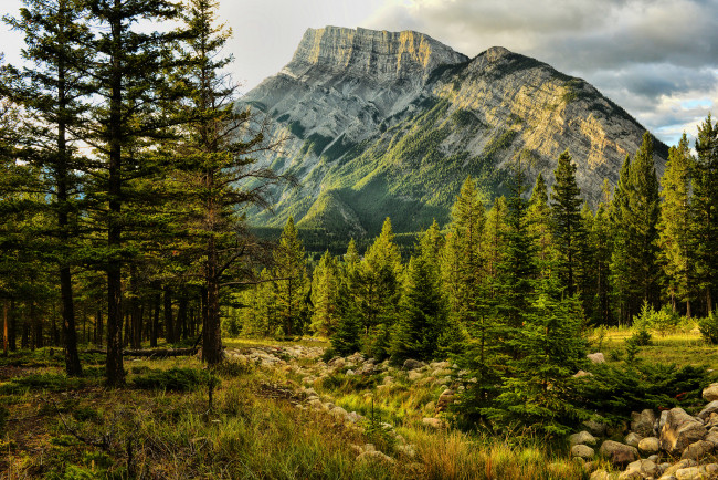 Обои картинки фото природа, горы, лес, вершина, скалы
