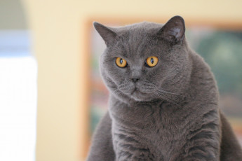 Картинка животные коты британская короткошёрстная кошка британец кот взгляд