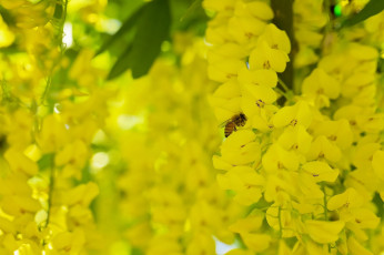обоя цветы, глициния, бобовник, кисти, цветки, пчела, насекомое, макро