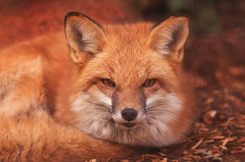 Картинка животные лисы лиса взгляд морда рыжая