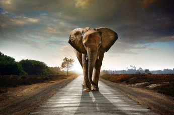 обоя животные, слоны, млекопитающее, elefant, саванна, слон, дорога, идёт