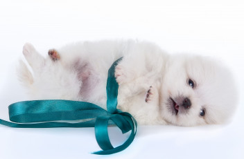 Картинка животные собаки щенок малыш шпиц белый бант