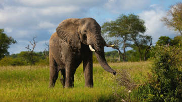 Картинка животные слоны млекопитающее elefant саванна слон