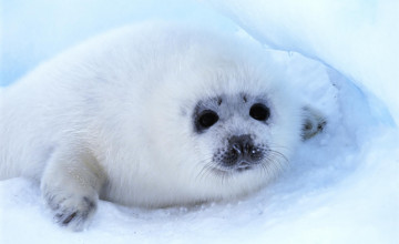 обоя животные, тюлени,  морские львы,  морские котики, тюлень, детеныш, белек, лед, снег, взгляд