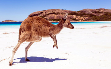 обоя животные, кенгуру, море, песок, тень, берег, пляж, горы