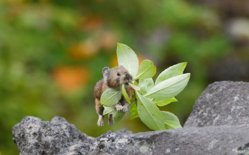 Картинка животные крысы +мыши прыжок листочки травинка пищуха