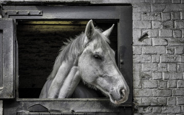 Картинка животные лошади фон морда конь