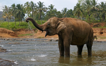 обоя животные, слоны, слон, саванна, elefant, млекопитающее, водопой, река, купание