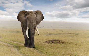 обоя животные, слоны, слон, саванна, elefant, млекопитающее