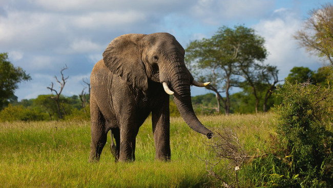 Обои картинки фото животные, слоны, млекопитающее, elefant, саванна, слон