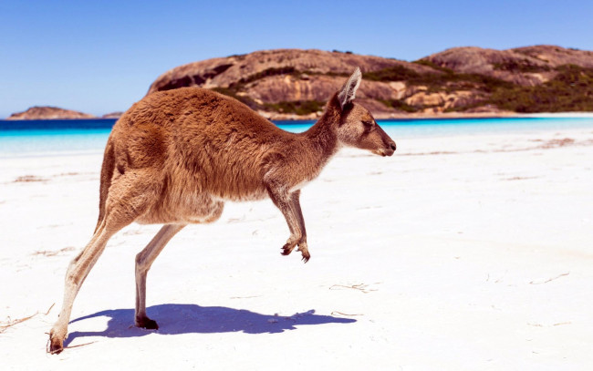 Обои картинки фото животные, кенгуру, море, песок, тень, берег, пляж, горы