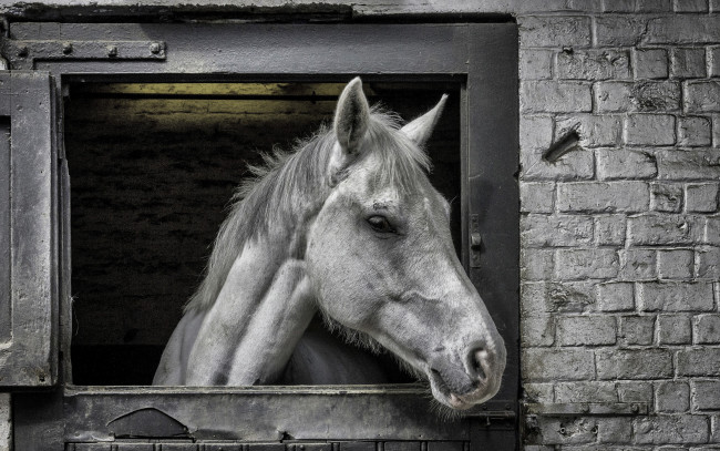 Обои картинки фото животные, лошади, фон, морда, конь